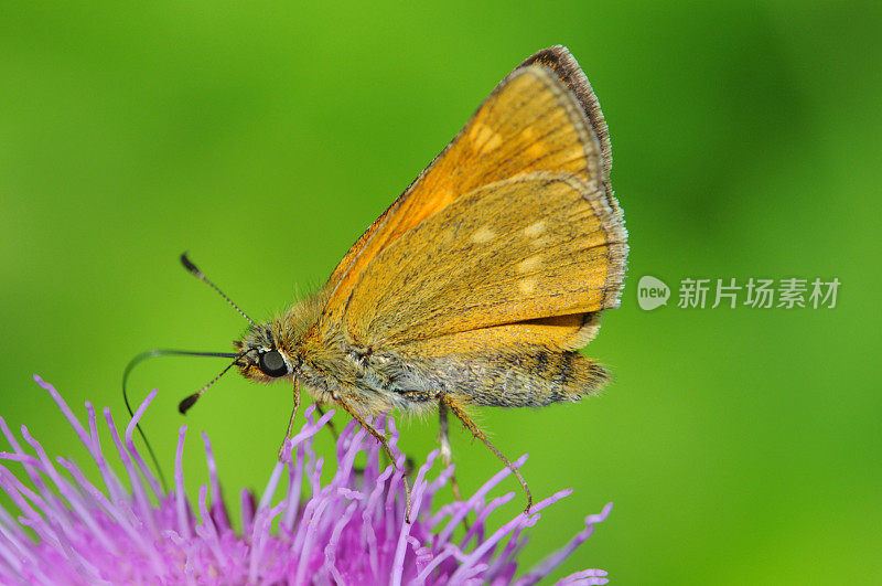 大Skipper (Ochlodea sylvanus)